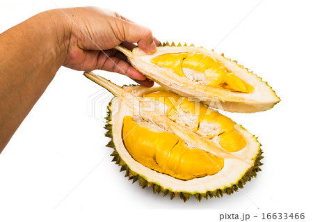 Hand holding durian husk with golden yellow flesh 16633466