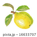 花梨　カリン 16633707