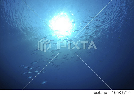 水面と魚 16633716