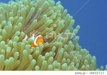 クマノミ 16633717