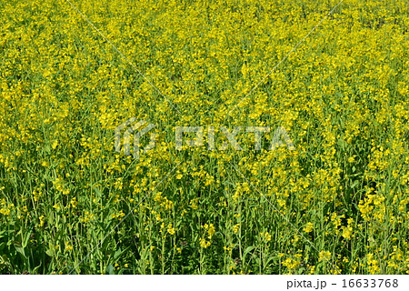 菜の花 菜の花 16633768