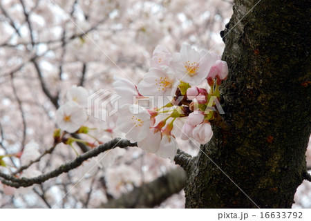 ソメイヨシノ 16633792