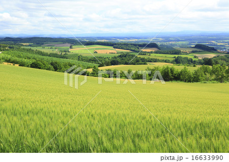 北海道 上富良野町 田園風景 北海道 上富良野町 田園風景 16633990