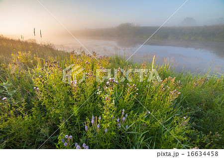 Fantastic foggy river with fresh green grass 16634458