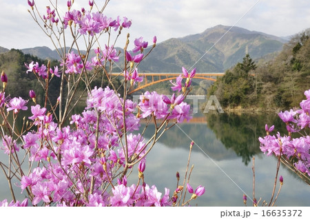 ミツバツツジ咲く宮ヶ瀬湖 16635372