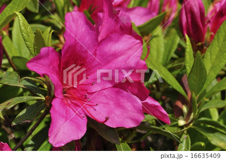 つつじの花 マヤフジン つつじの花 マヤフジン 16635409