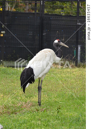 タンチョウヅル 葛西臨海水族館 鳥類園 東京都江戸川区臨海町6 2 3 の写真素材