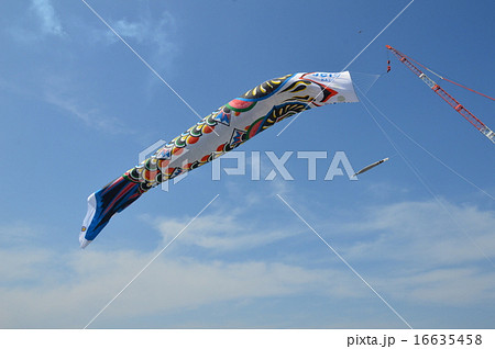 ジャンボこいのぼり(利根川河川敷 緑地公園/埼玉県加須市) ジャンボこいのぼり(利根川河川敷 緑地公園/埼玉県加須市) 16635458