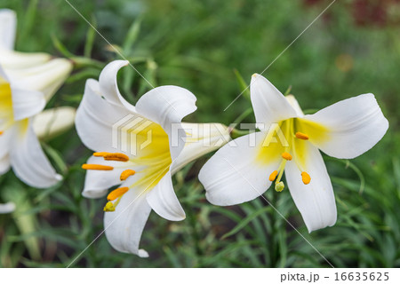 White tubular lilies 16635625
