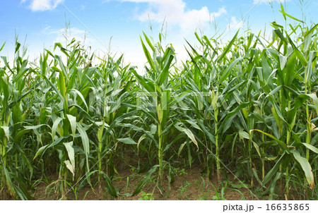 Cornfields Cornfields 16635865