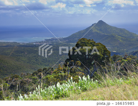 Nature of Mauritius. Wood and mountains. 16635985