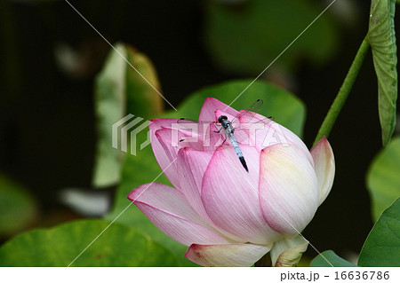 【オオシオカラトンボと大賀蓮】 16636786