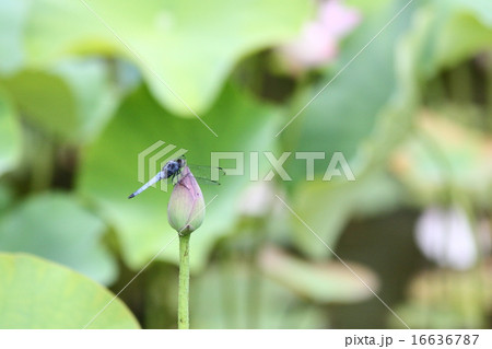 【オオシオカラトンボと大賀蓮】 16636787