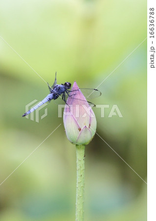 【オオシオカラトンボと大賀蓮】 16636788