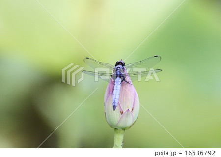 【オオシオカラトンボと大賀蓮】 16636792