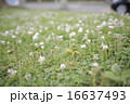 クローバー原っぱ 16637493