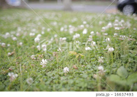 クローバー原っぱ 16637493