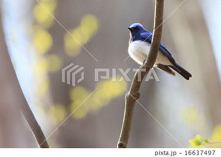 オオルリ 16637497