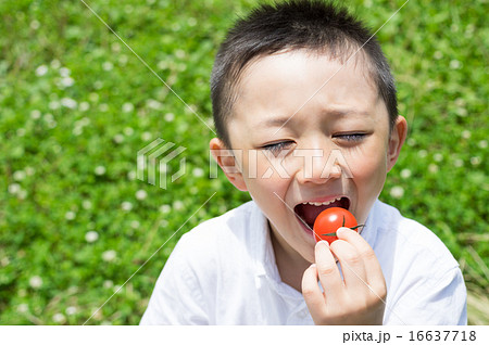 大好きなミニトマトにかぶりつく子ども 見おろし構図 白い玉ボケ草原バック 食べる瞬間の写真素材