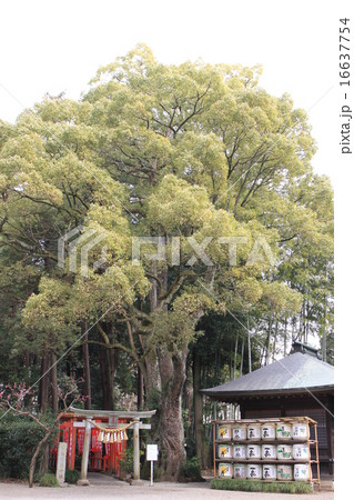 常磐神社 16637754