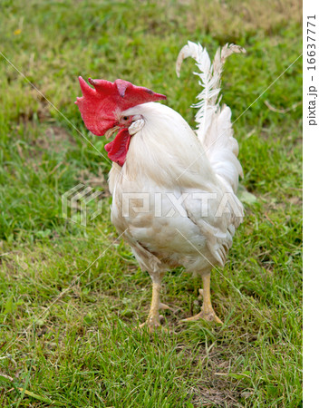 portrait of a cock portrait of a cock 16637771