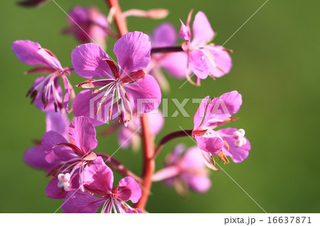 ヤナギランの花 16637871