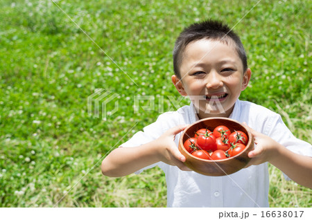 いっぱいのミニトマトだよ 16638017