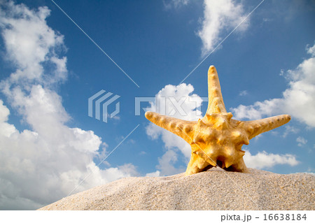 Star fish Star fish 16638184