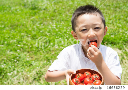 皿をもって大好きなミニトマトにかぶりつく子ども 笑顔 水準横 スタンダード 皿をもって大好きなミニトマトにかぶりつく子ども 笑顔 水準横 スタンダード 16638229