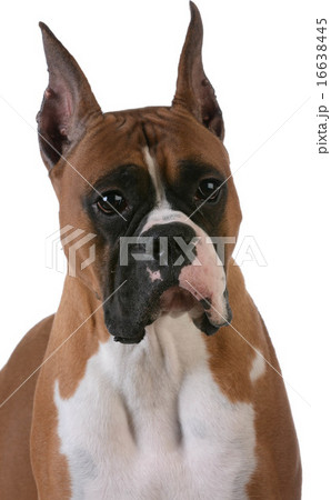purebred boxer 16638445