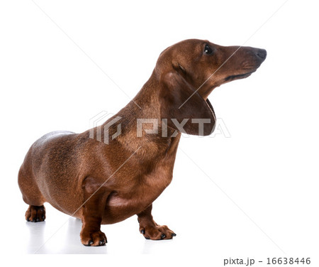 dachshund 16638446