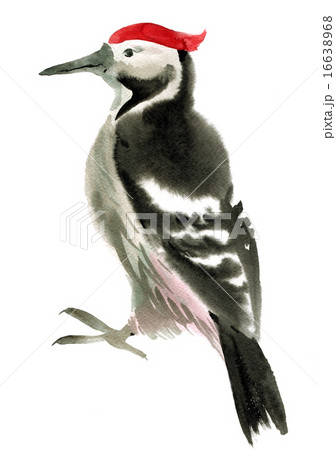 Watercolor Illustration Of A Bird Woodpeckerのイラスト素材