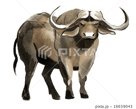 Watercolor illustration of a Buffalo 16639043