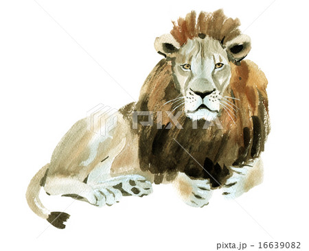 Watercolor illustration of a lionのイラスト素材 [16639082] - PIXTA