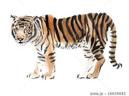Watercolor illustration of a tiger Watercolor illustration of a tiger 16639083