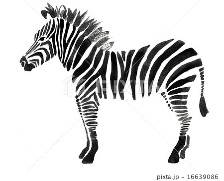Watercolor illustration of a zebra 16639086