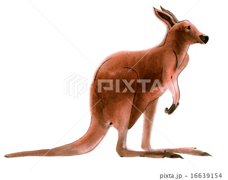 Watercolor illustration of a kangaroo Watercolor illustration of a kangaroo 16639154