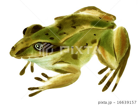 Handwork watercolor illustration of frog in white Handwork watercolor illustration of frog in white 16639157