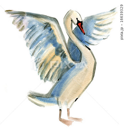 Watercolor Illustration Of A Bird Swanのイラスト素材