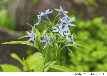 チョウジソウ 16639501