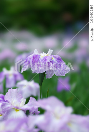 水月公園の花菖蒲 水月公園の花菖蒲 16640164