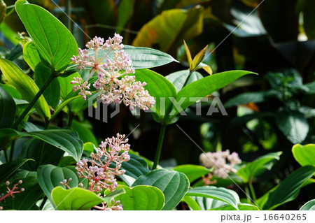 7月花　サンゴノボタン・ノボタン科01 16640265