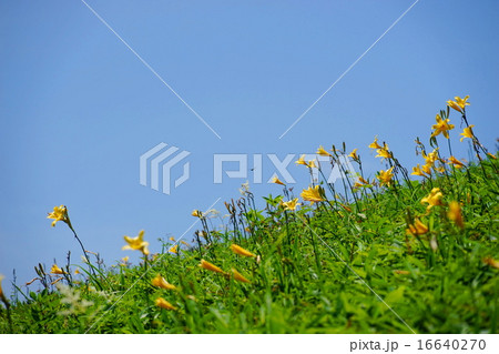 7月花 ニッコウキスゲ ユリ科01日光 霧降高原キスゲ平の写真素材