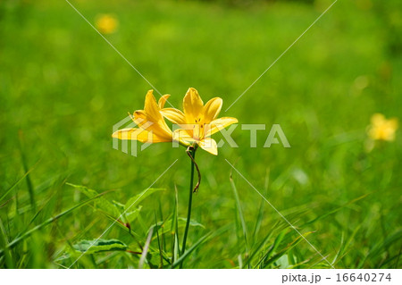 7月花 ニッコウキスゲ ユリ科05日光 霧降高原キスゲ平の写真素材