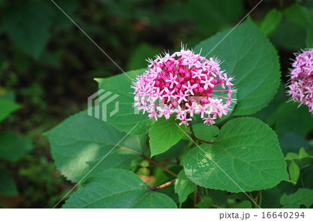 6月花 ボタンクサギ・クマツヅラ科13 6月花 ボタンクサギ・クマツヅラ科13 16640294