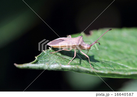 カメムシ 16640587