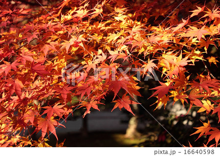 美しいモミジの紅葉 16640598