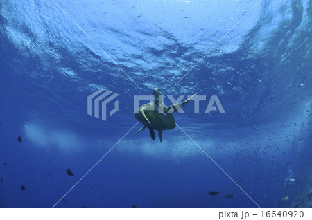 ウミガメ 16640920