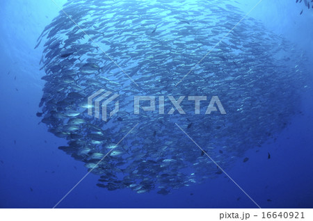 魚の大群 魚の大群 16640921