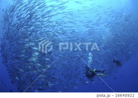 魚の大群とダイバー 16640922